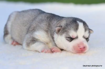 Les chiots de Siberian Husky