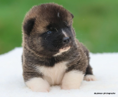 Les chiots de Akita americain