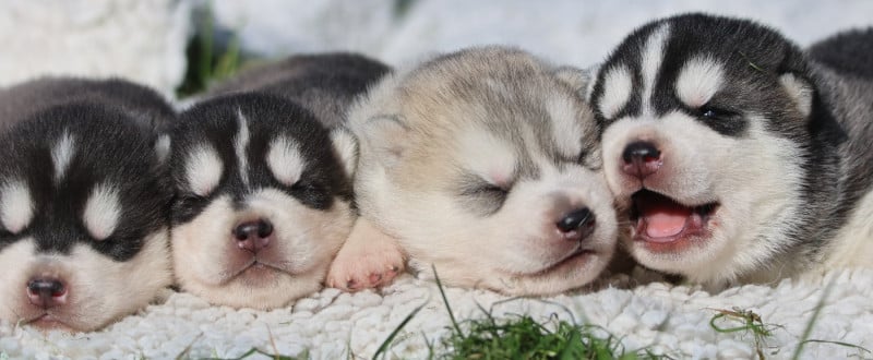 Siberian Husky - de Daybreak Northern