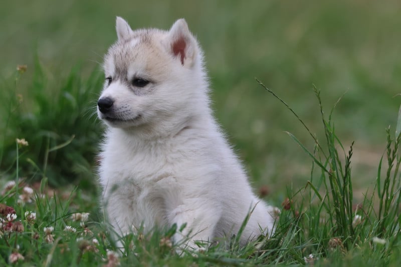 Siberian Husky - de Daybreak Northern