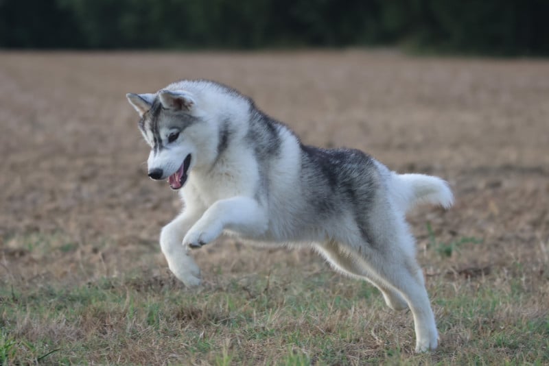 Siberian Husky - de Daybreak Northern