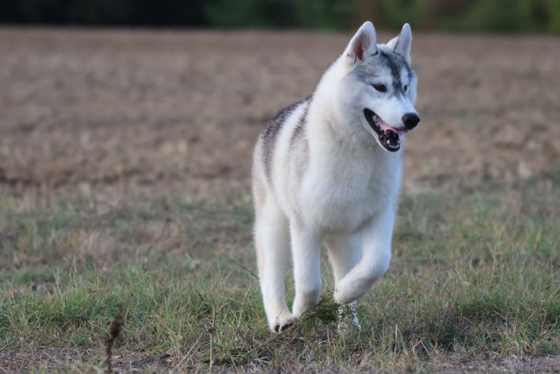 Siberian Husky - de Daybreak Northern