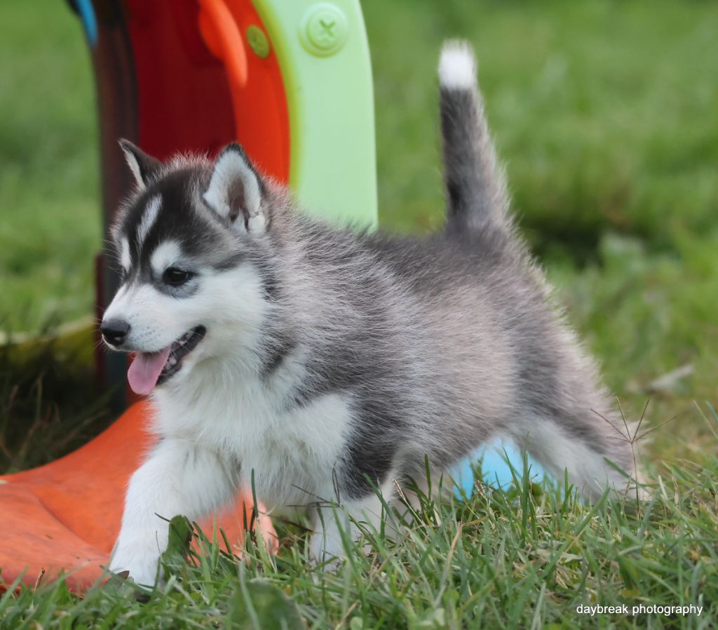 Absolute love at first sight