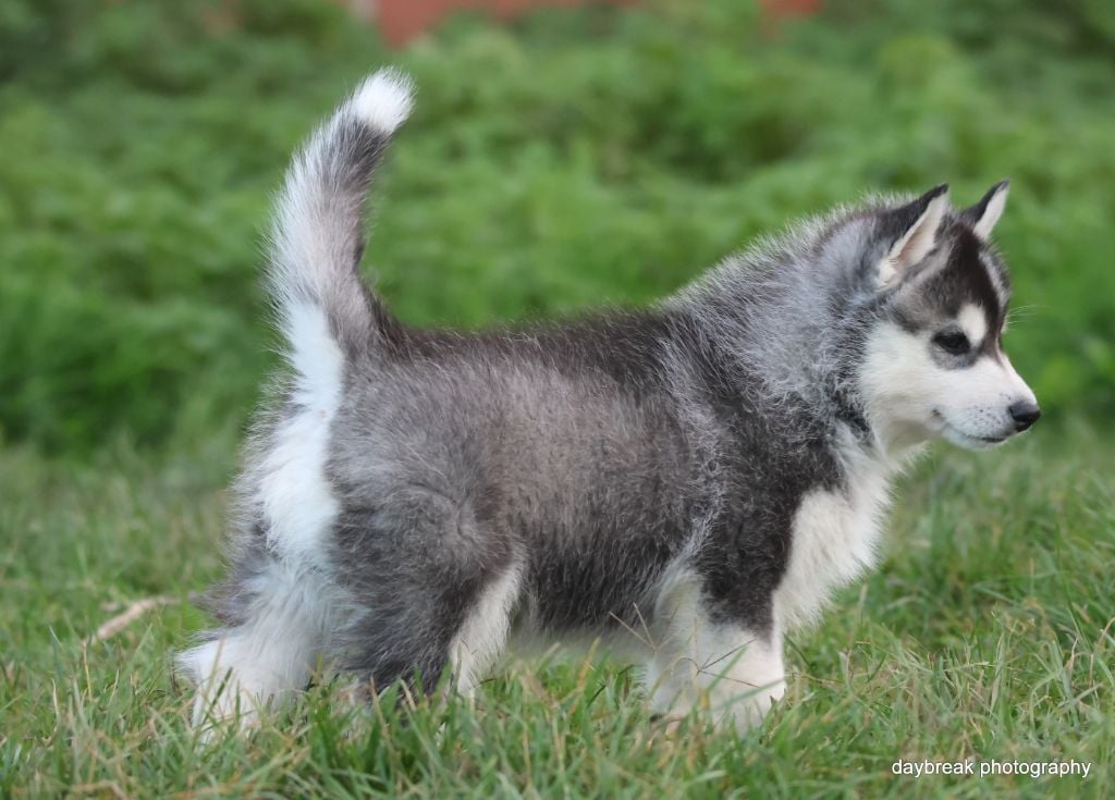 Absolute love at first sight