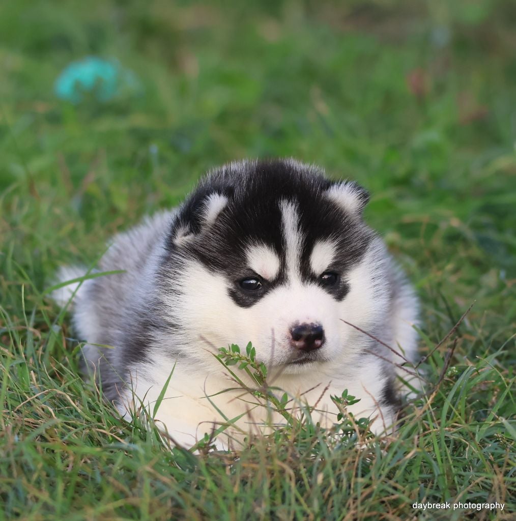 Authentic roads astro