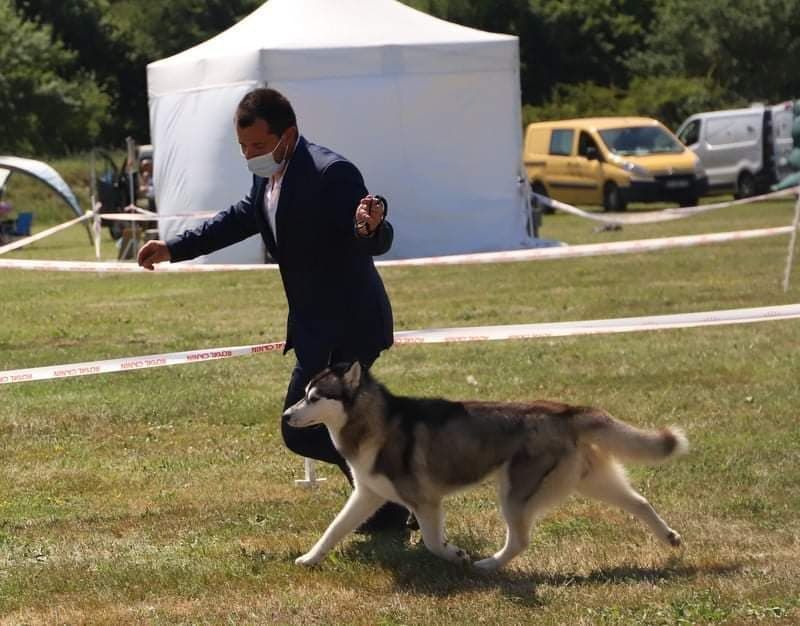 CH. Charlotte kingdom navjord - excellent