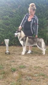 CH. Up and the red dragons de Daybreak Northern - 1er Très Prometteur /7