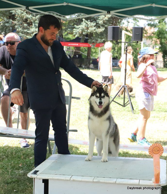 CH. Charlotte kingdom navjord - meilleure de race de sexe opposé