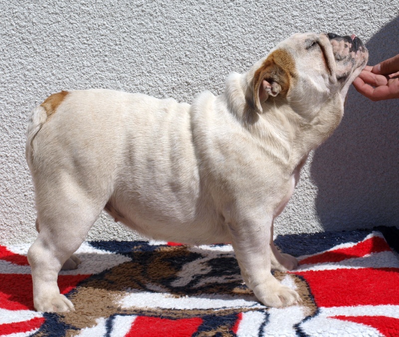 Publication : of Boogy Doggy Bull's