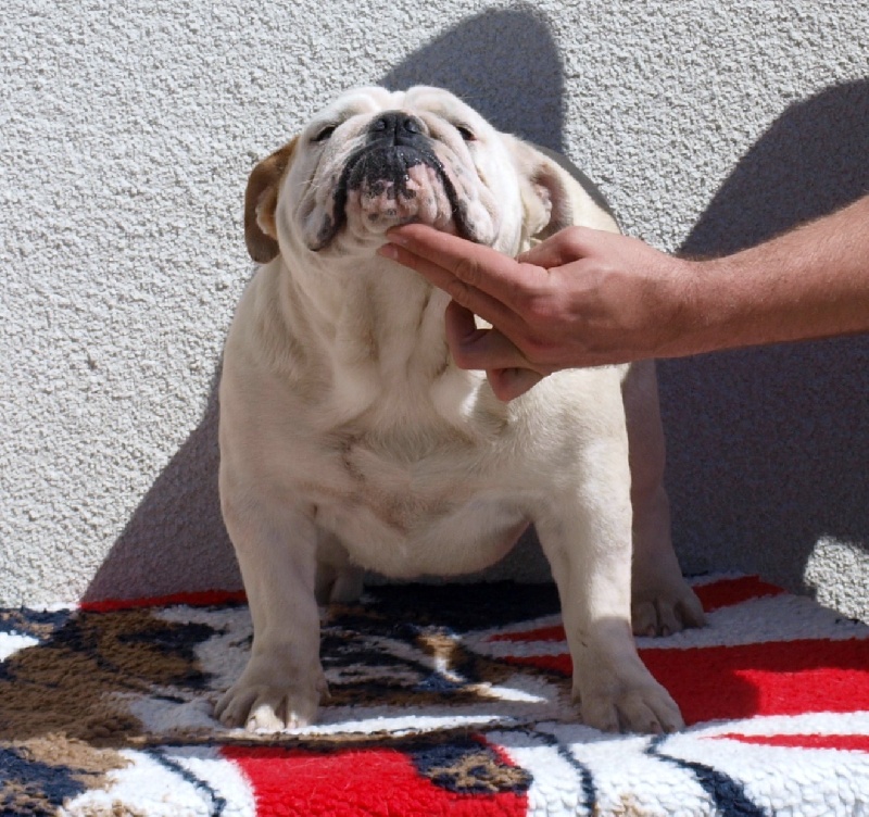 Publication : of Boogy Doggy Bull's