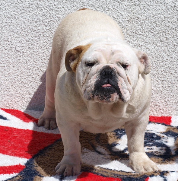 Publication : of Boogy Doggy Bull's