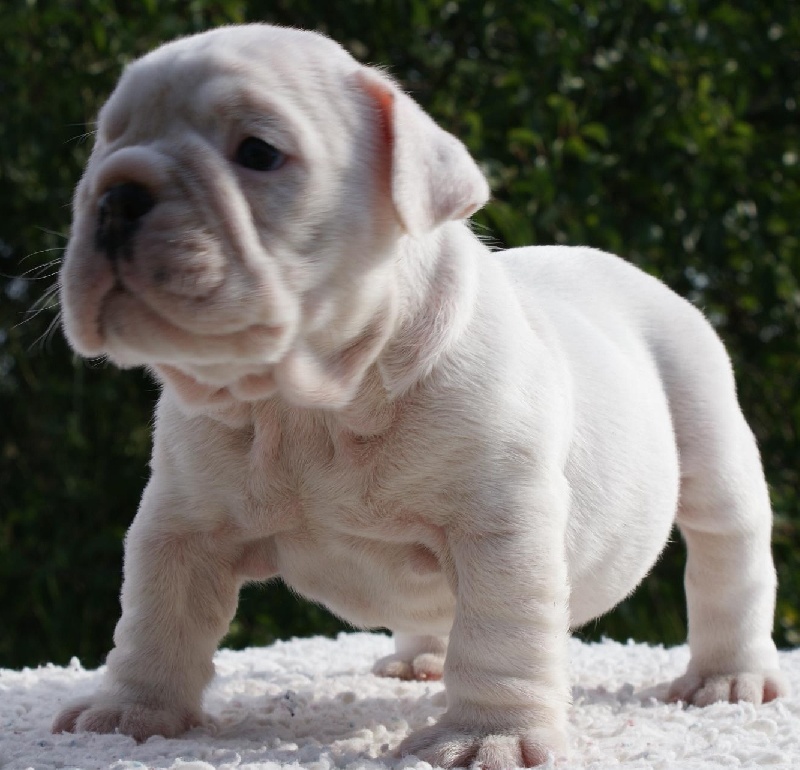 Publication : of Boogy Doggy Bull's