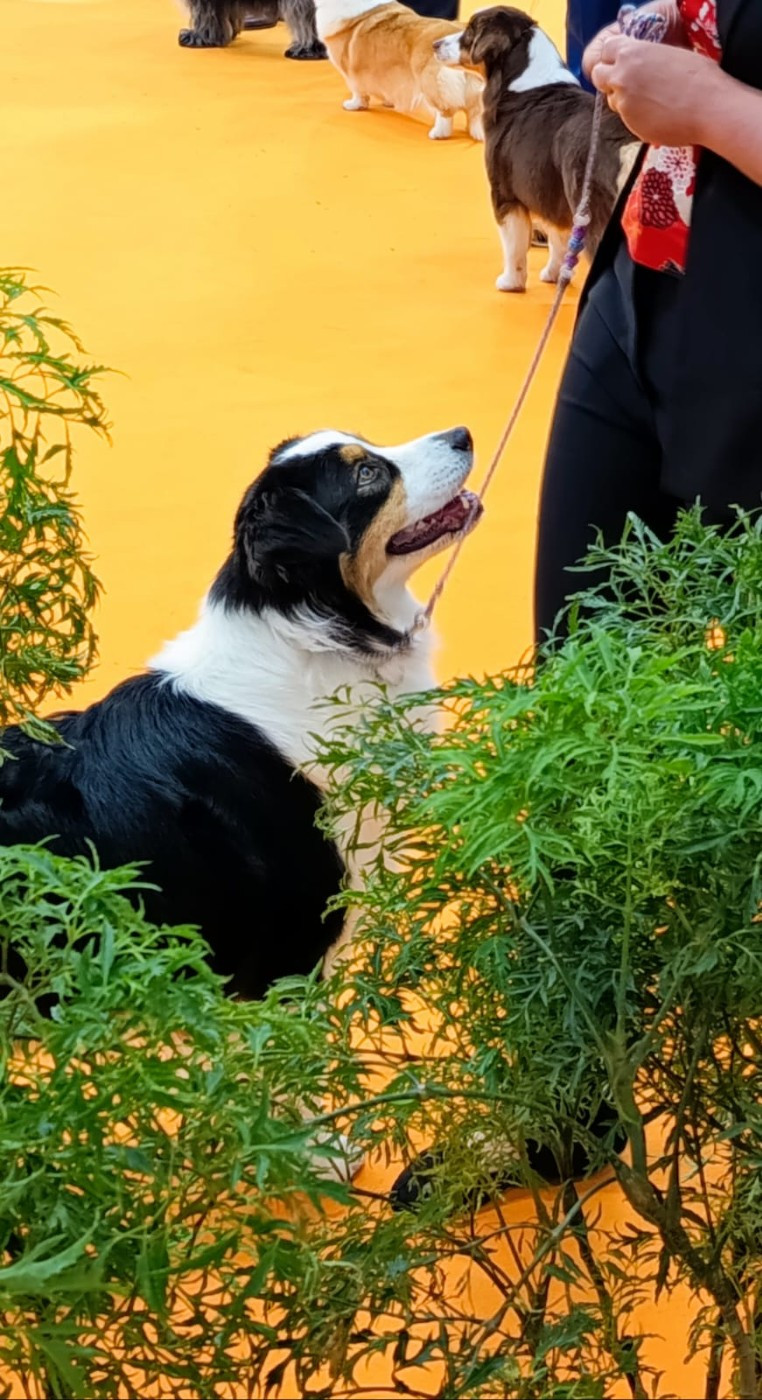 CH. Sr taïga minecraft du domaine de la Camosciara