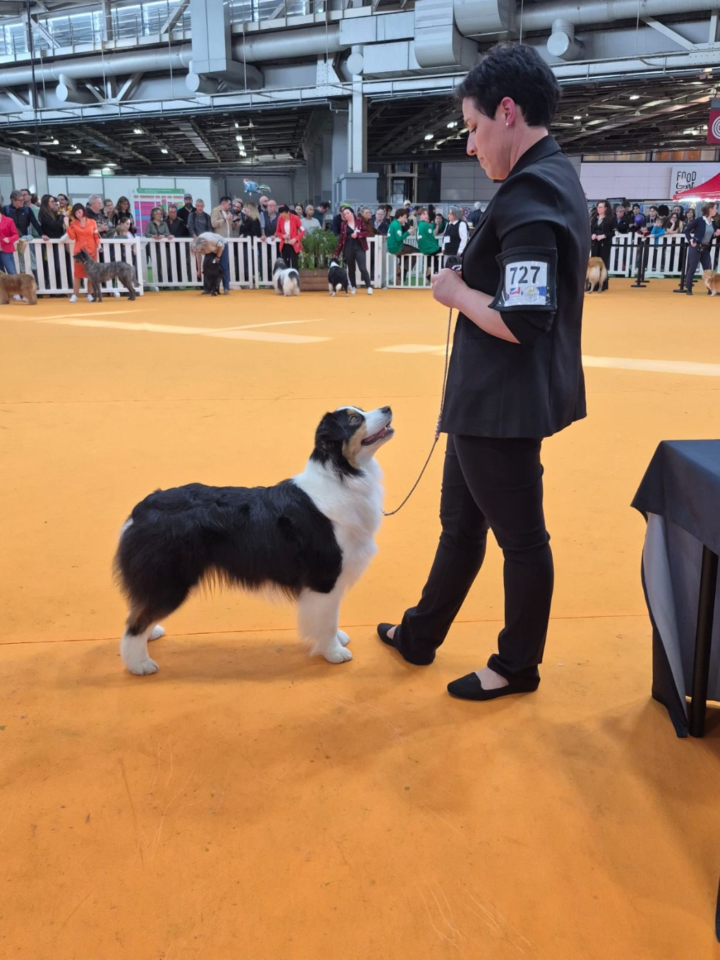 CH. Sr taïga minecraft du domaine de la Camosciara