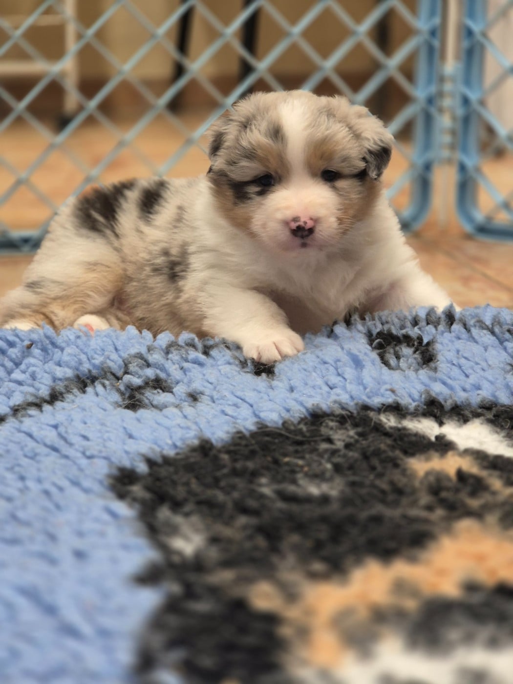 Berger Australien - du domaine de la Camosciara