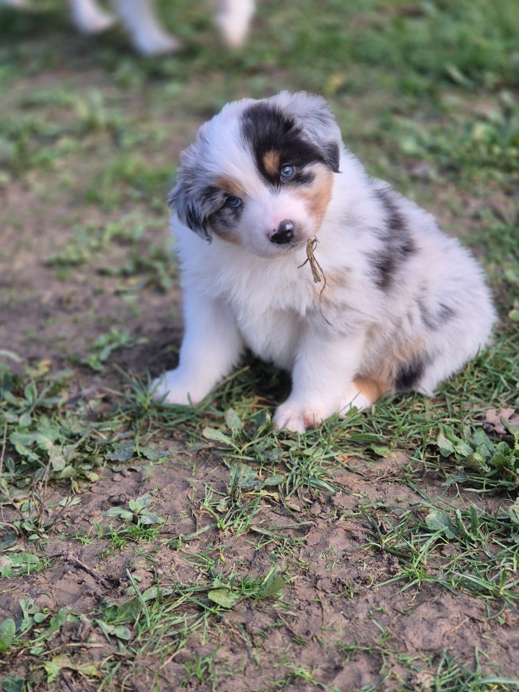 Berger Australien - du domaine de la Camosciara
