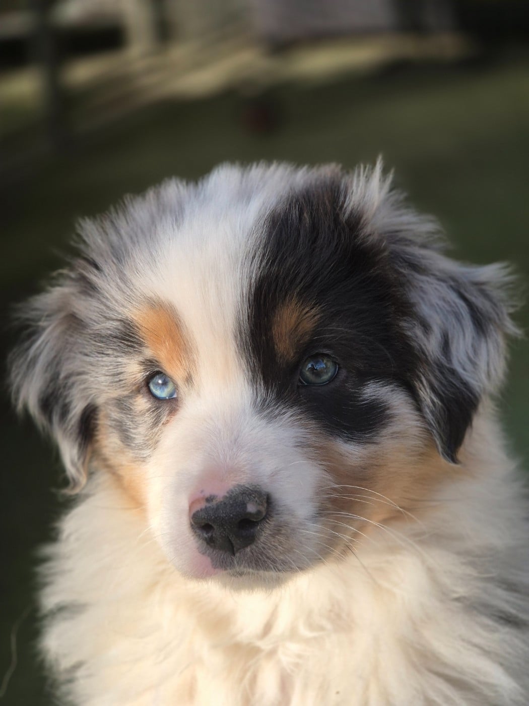 Berger Australien - du domaine de la Camosciara