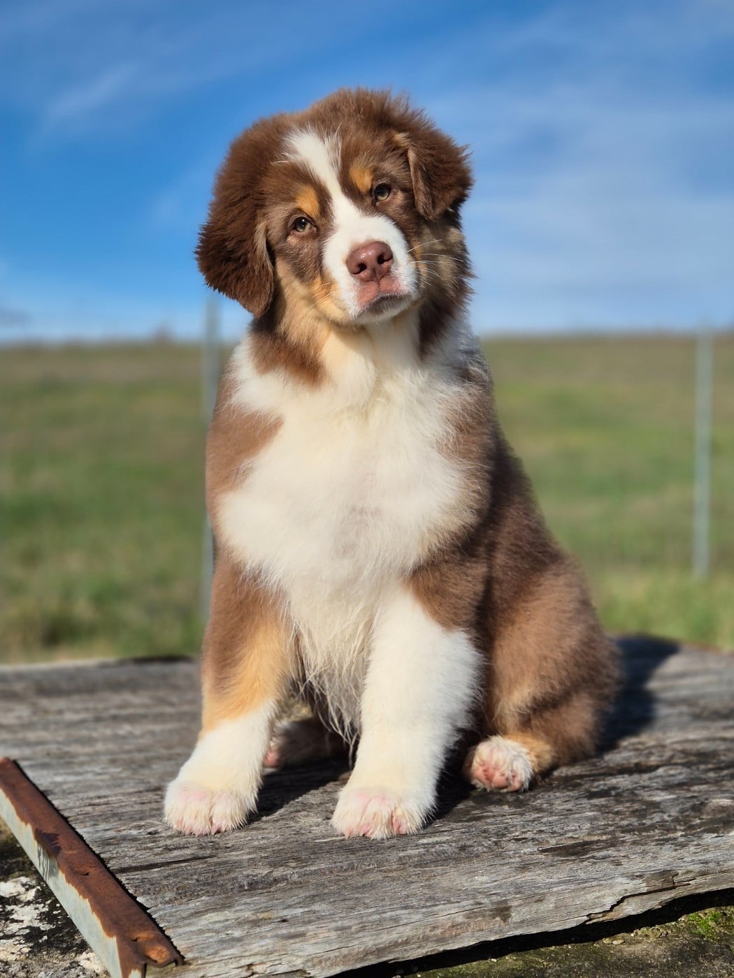 Berger Australien - du domaine de la Camosciara