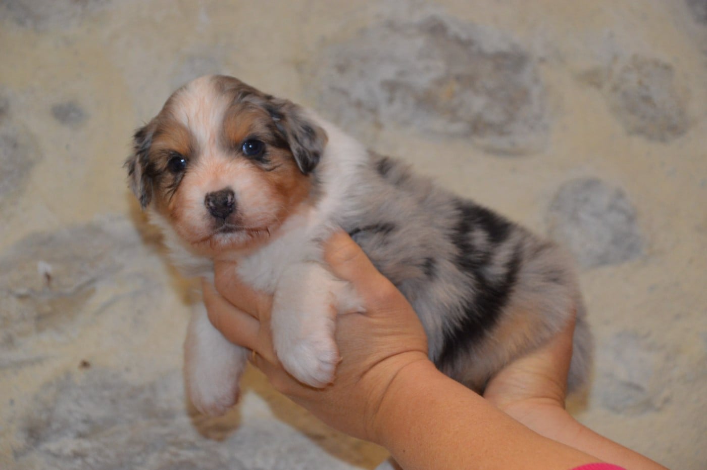 BORN TO BE A LITTLE QUEEN