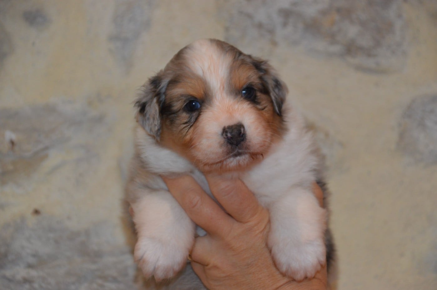 BORN TO BE A LITTLE QUEEN