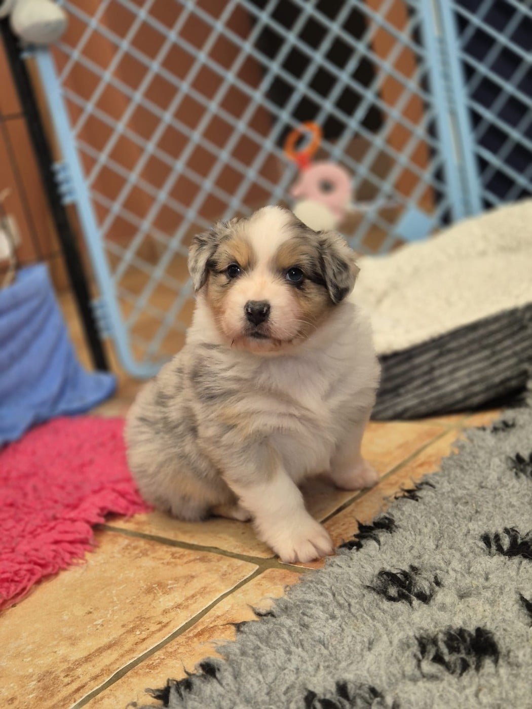 BORN TO BE A LITTLE QUEEN