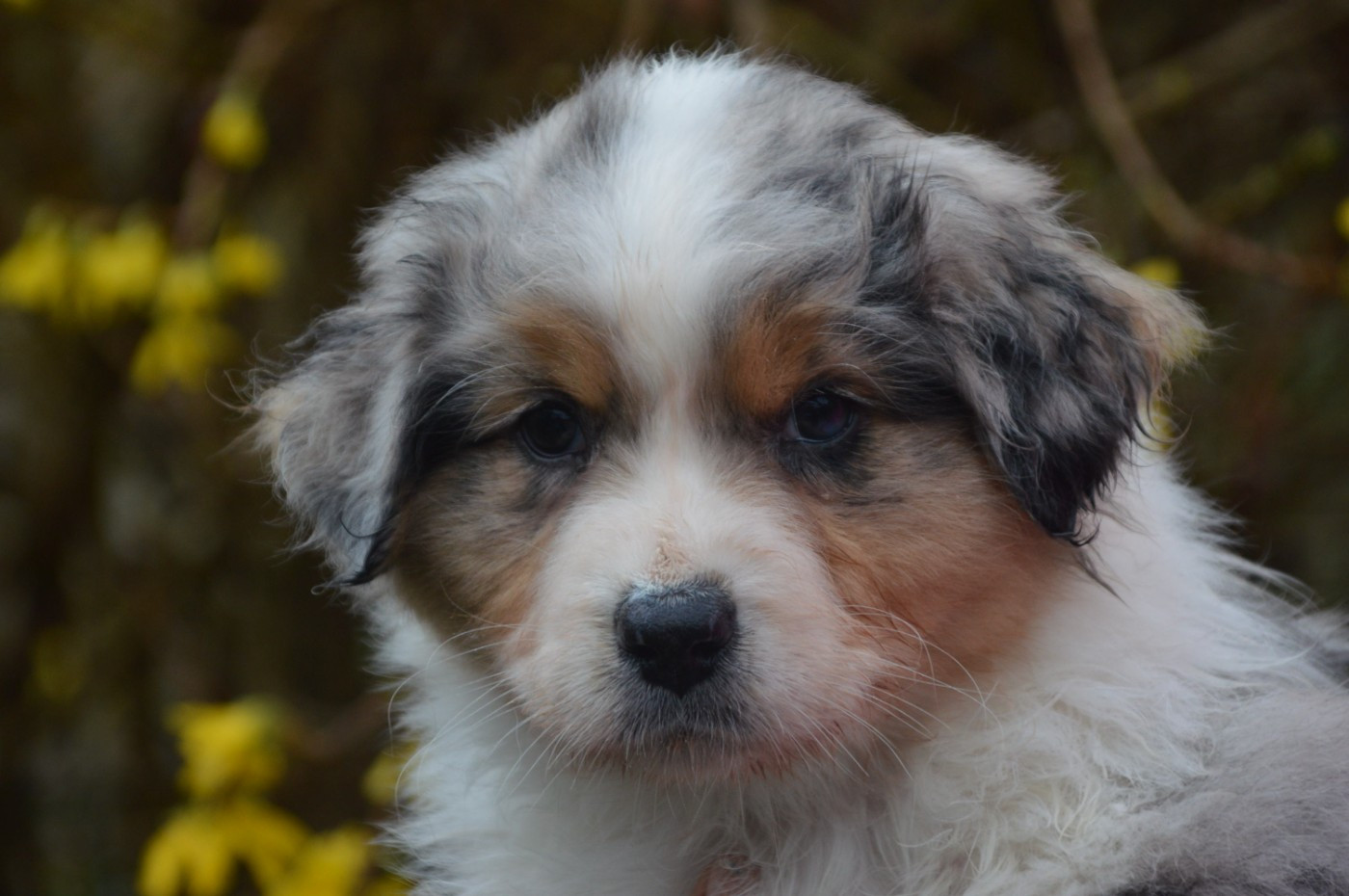 BORN TO BE A LITTLE QUEEN