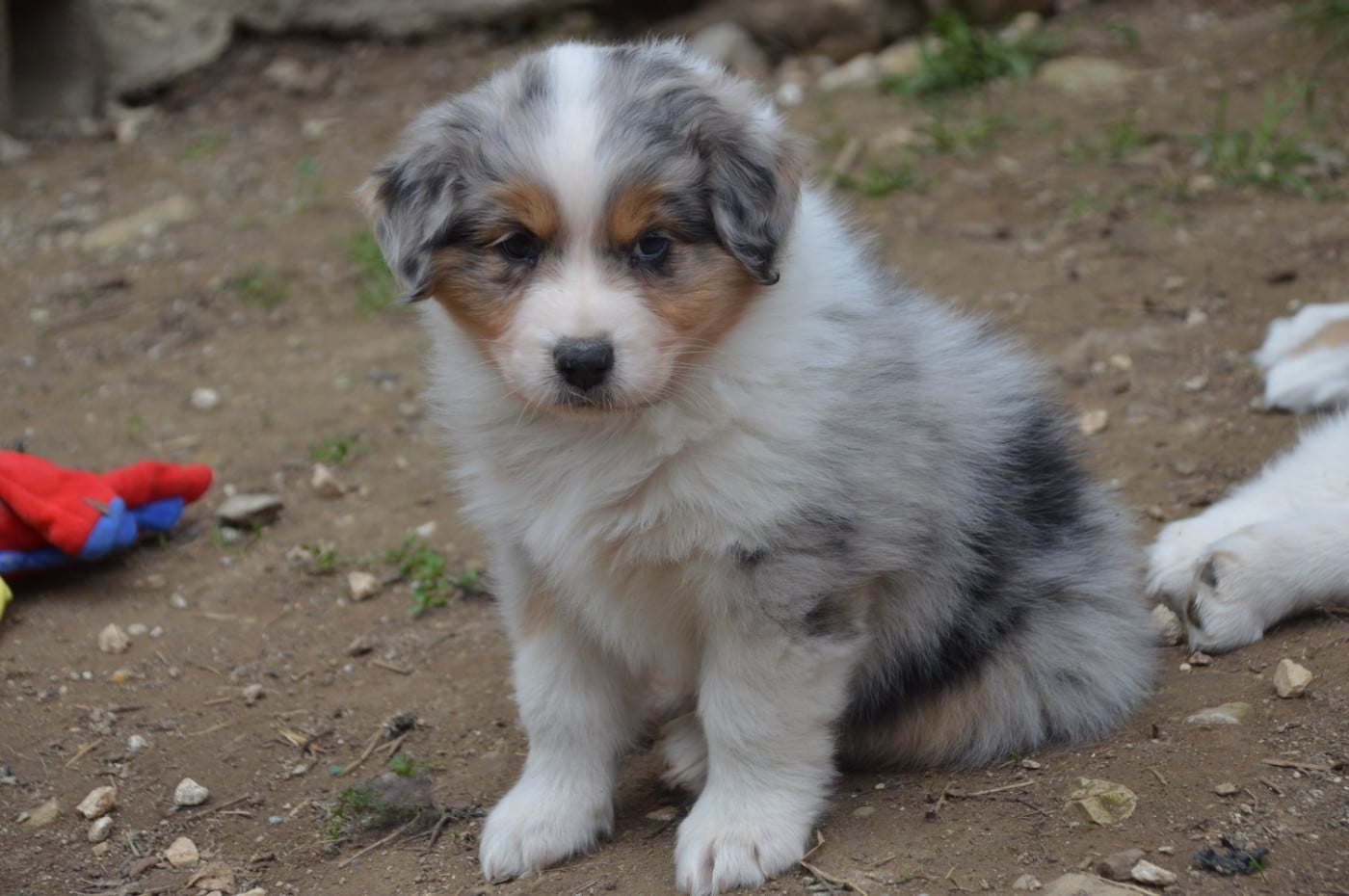 BORN TO BE A LITTLE QUEEN