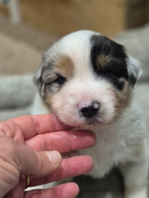 Les chiots de Berger Australien