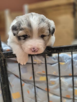 Les chiots de Berger Australien
