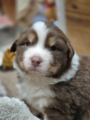 Les chiots de Berger Australien