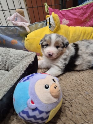 Les chiots de Berger Australien