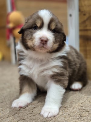 Les chiots de Berger Australien