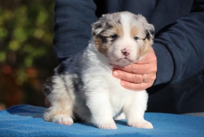 Les chiots de Berger Australien