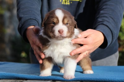 Les chiots de Berger Australien