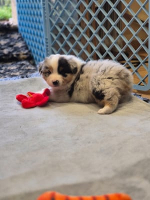 Les chiots de Berger Australien