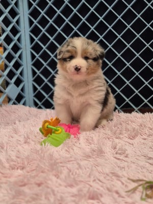 Les chiots de Berger Australien