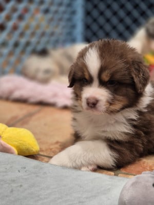 Les chiots de Berger Australien