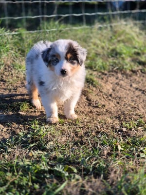 Les chiots de Berger Australien
