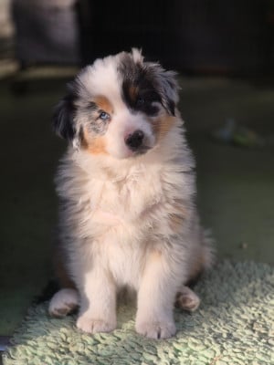 Les chiots de Berger Australien