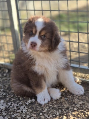 Les chiots de Berger Australien