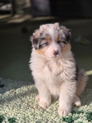 Les chiots de Berger Australien