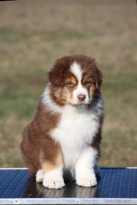 Les chiots de Berger Australien