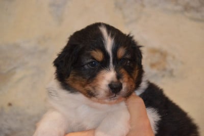 Les chiots de Berger Australien