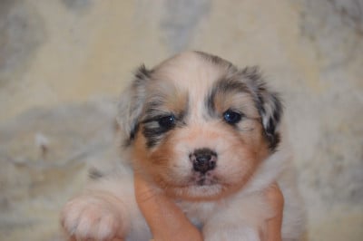 Les chiots de Berger Australien
