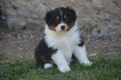 Les chiots de Berger Australien