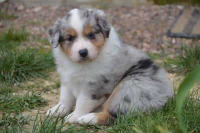 Les chiots de Berger Australien