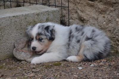 Les chiots de Berger Australien