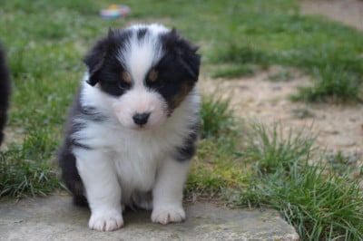 Les chiots de Berger Australien