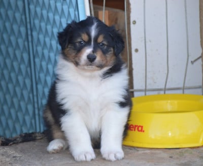 Les chiots de Berger Australien