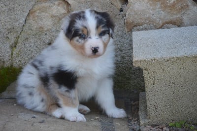 Les chiots de Berger Australien